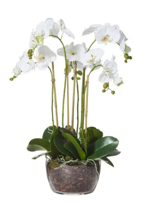 Phalaenopsis Classic Bowl 68cm