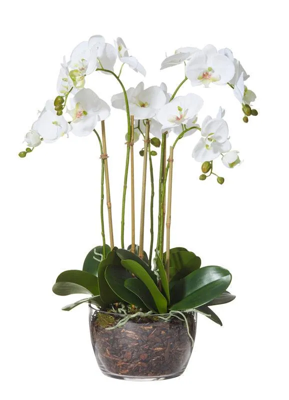 Phalaenopsis Classic Bowl 68cm
