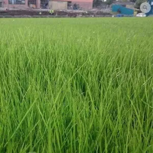 Public Open Spaces Grass Seed 20kg